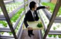 The Office Farm based in Tokyo Japan, pictured by National Geographic: An employee harvests veggies grown inside an office "urban farm" - Photo Courtesy of the Urban Farm Magazine. Click the picture to find them on facebook.