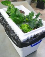 Homesteading Self Sufficiency Survival a popular website given the stress of living in today;s world has put forward this great design for a hydroponic system. Using their steps anyone can create a low-cost hydroponic garden at home using basic styrofoam boxes. Click the picture to access these steps, their facebook page and move onto their website