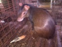 Agouti of the Field station’s production system