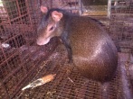 Agouti of the Field station’s production system
